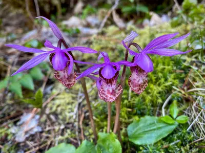 Calypso Orchids - Flickr - J K Amero