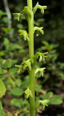 Piperia unalascensis