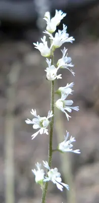 Ozomelis trifida 2