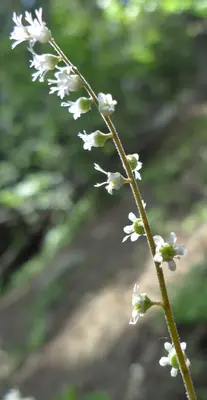 Ozomelis trifida 3