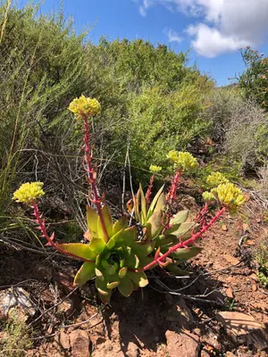 Dudleya brittonii 67523786