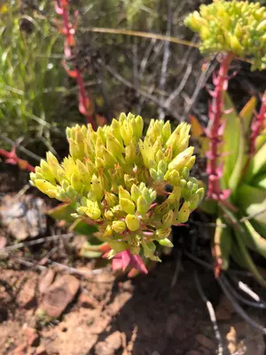 Dudleya brittonii 67523803