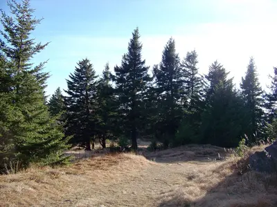 Clearing on the Mount Mitchell Trail 1.6 miles from the top - panoramio