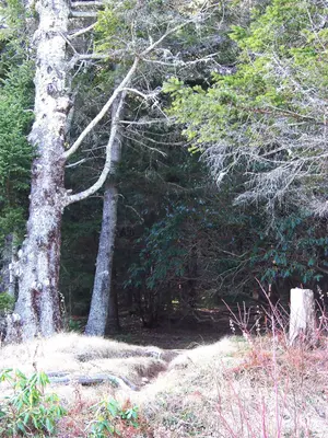 Mount Mitchell Trail - panoramio (2)