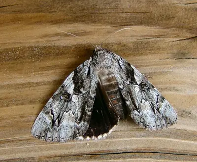 Catocala dejecta 22378961