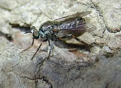 Atomosia puella 20385414