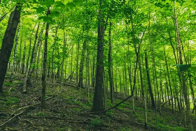 Beaver Creek Valley State Park Forest - Caledonia, Minnesota (36576548645)