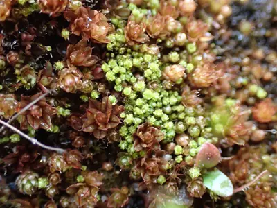 Bryum barnesii 184223567