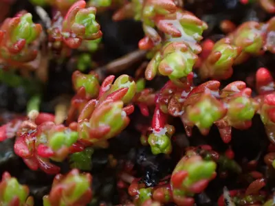 Crassula tillaea 184223218