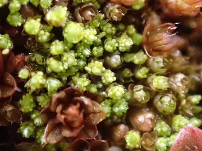 Bryum barnesii 184223596