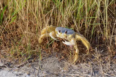 2020-06-03 Atlantic ghost crab (Ocypode quadrata) at Assateague
