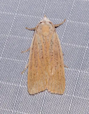 Palpidia pallidior 81288607
