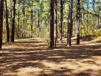 Double Springs and Trees