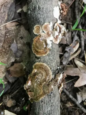 Steccherinum bourdotii 41090396