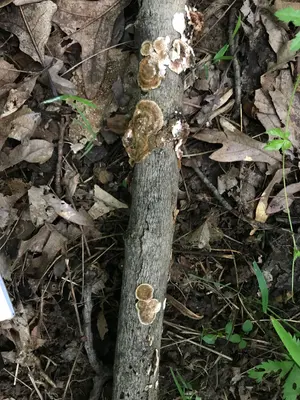 Steccherinum bourdotii 41090325
