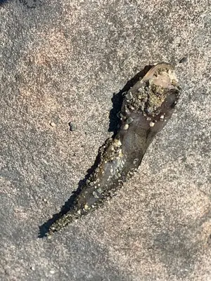 Porichthys notatus 139837505