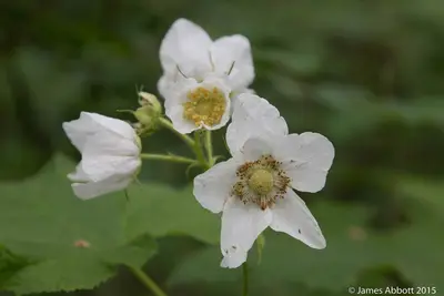 Birch Bay State Park (2015-05-16) — Thimble Berry Flower