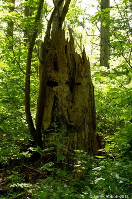 Birch Bay State Park (2015-05-16) — Tree