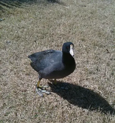 American coot, California (4353734437)
