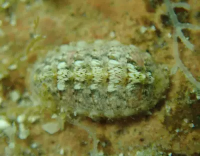 Cyanoplax beanii