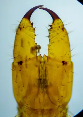 Pachymerium ferrugineum 306302112