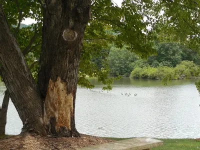 Lake view - panoramio (2)