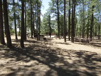 Picnic tables among pine trees