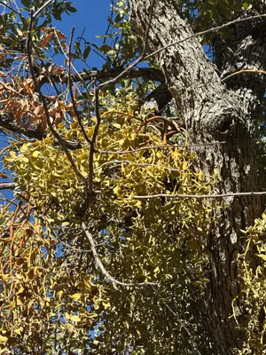 Phoradendron coryae