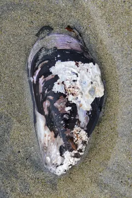 Horse Mussel (Modiolus modiolus) - Elliston, Newfoundland 2019-08-13