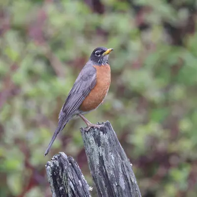 Turdus migratorius Bic 06
