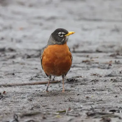 Turdus migratorius Bic 02