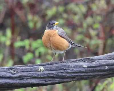 Turdus migratorius Bic 08
