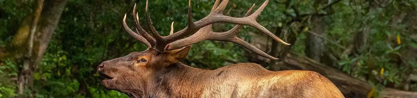 Elk