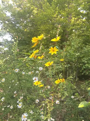 HONF FallFlowers FC100316 (30096992175)