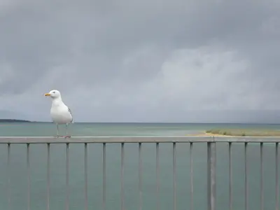Seagull on Tagish Bridge, Yukon - panoramio