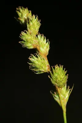 Carex merritt-fernaldii