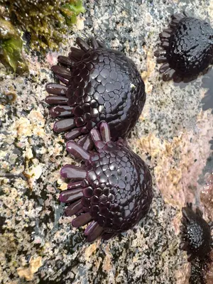 Colobocentrotus atratus 452110390