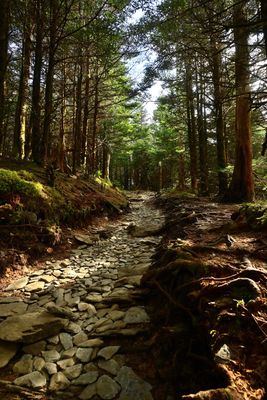 Boulevard Trail near Mount Leconte summit