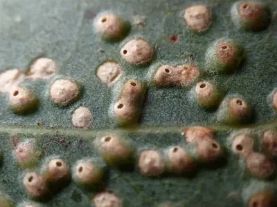 Ophelimus maskelli 338731059