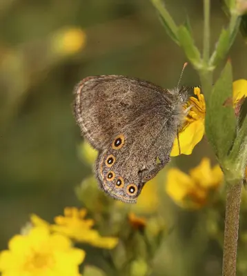 Coenonympha haydenii 142270205