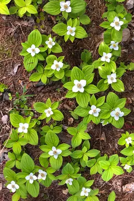 Forest Floor- Bunchberry at Canyon Creek (49891620323)