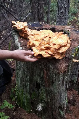 Forest Floor- Chicken of the Woods (49892356792)