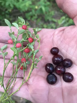 Forest Floor- Whortleberries and Huckleberries (49891532518)