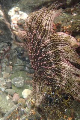 Gulf Sun Star Heliaster kubiniji
