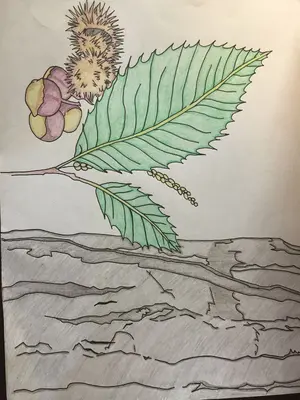 American Chestnut Tree (16700399777)