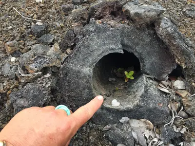 Pointing at tree in lava tree mold (33665347126)