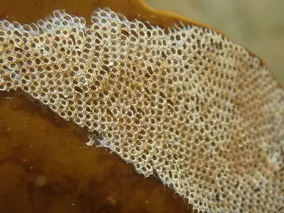 Electra pilosa 120124262