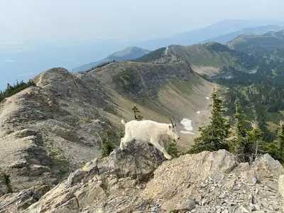 USFS Photo T. Wheeler – Mountain goat making the jump on Mount Aeneas (50749061062)
