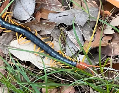 Scolopendra heros 269600452