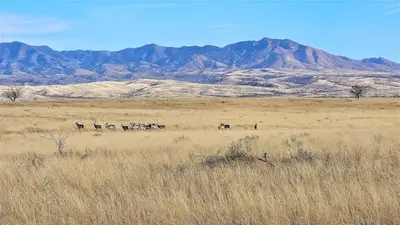 Pronghorn in the Las Cienegas National Conservation Area (54313256764)